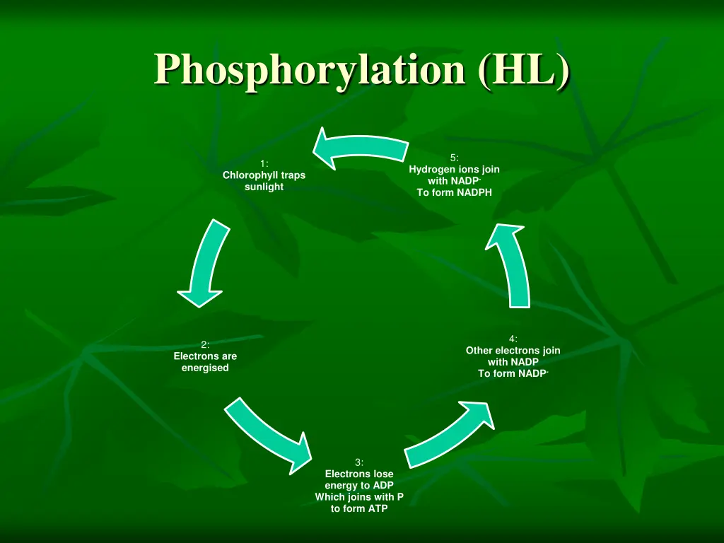 phosphorylation hl