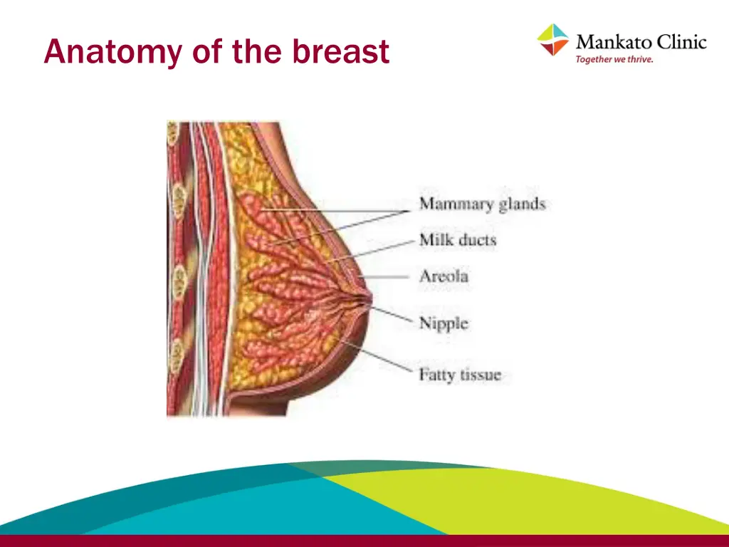 anatomy of the breast