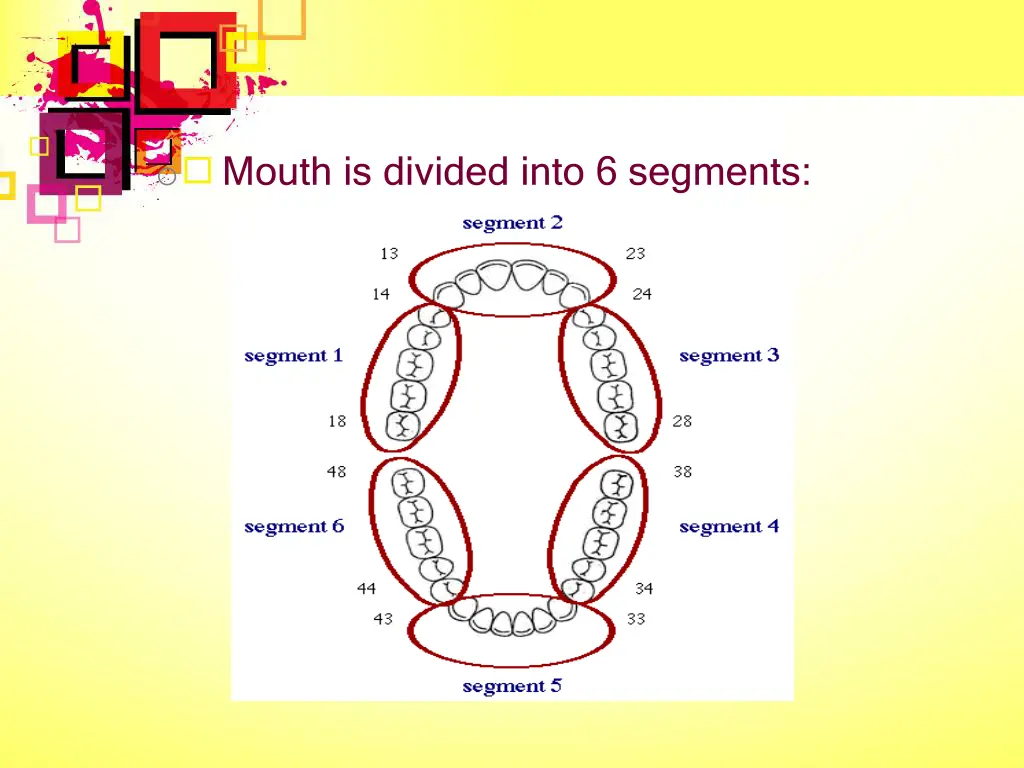 o mouth is divided into 6 segments