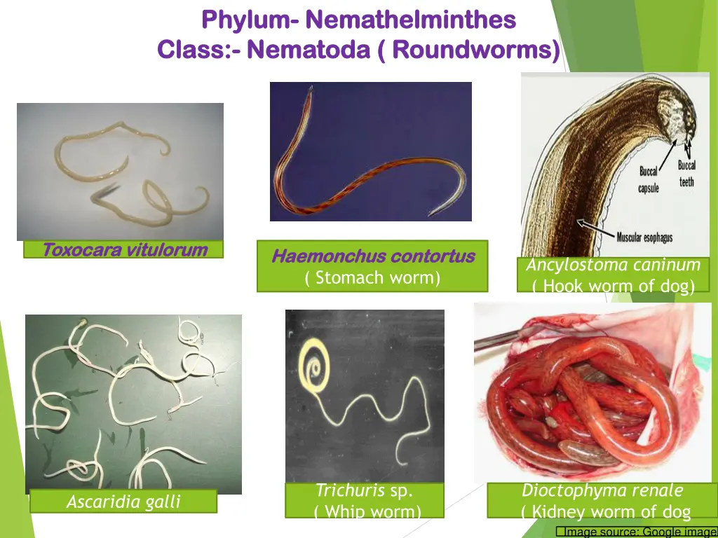 phylum phylum nemathelminthes nemathelminthes