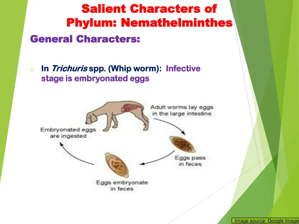 salient characters of salient characters 8