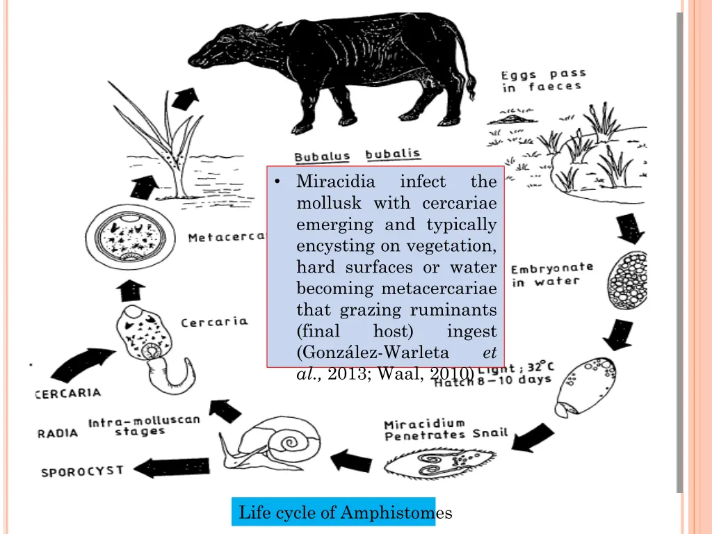 miracidia mollusk with cercariae emerging