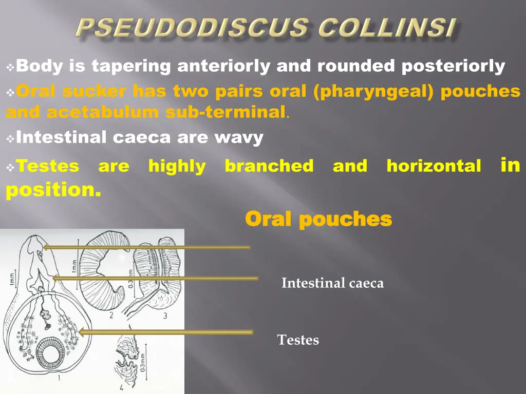 body is tapering anteriorly and rounded