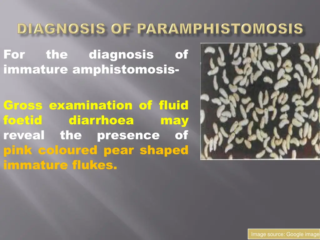 for immature amphistomosis