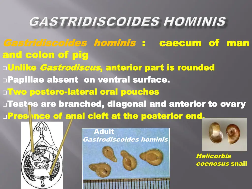 gastridiscoides gastridiscoides hominis