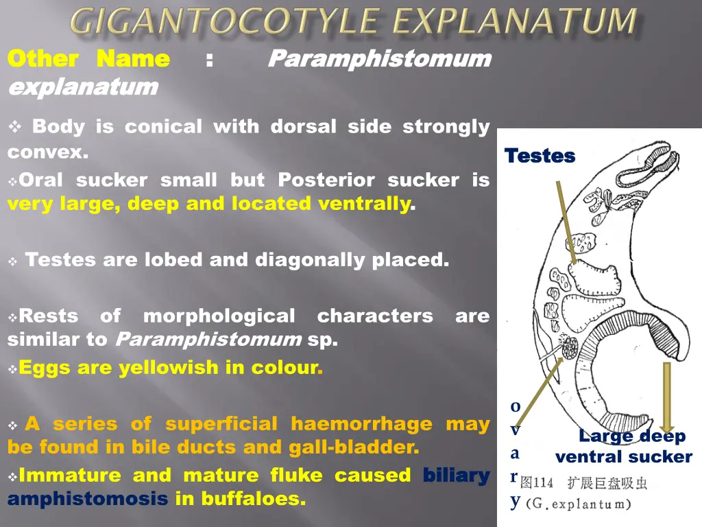 other other name explanatum explanatum body