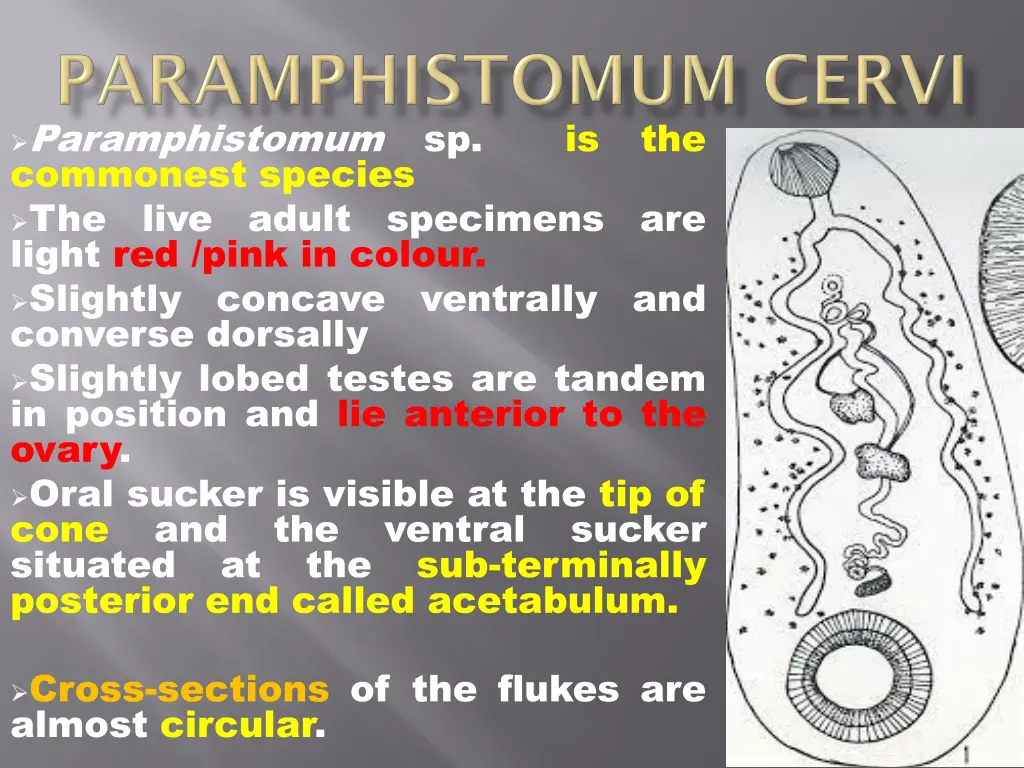 paramphistomum sp commonest species the live