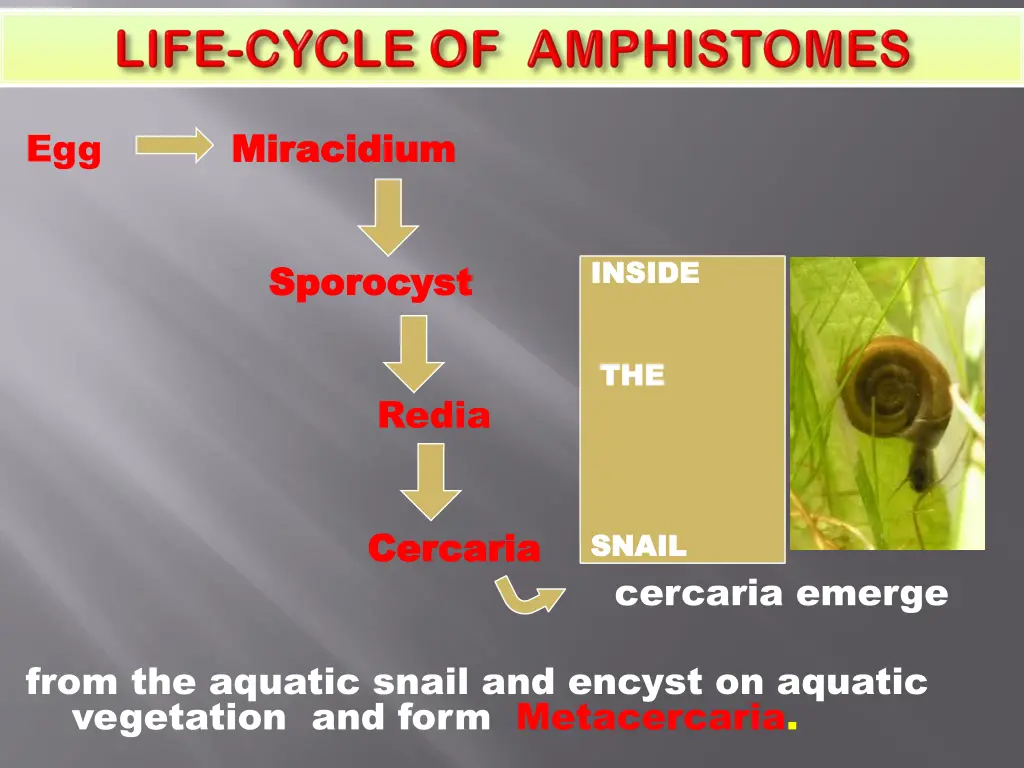 slide14