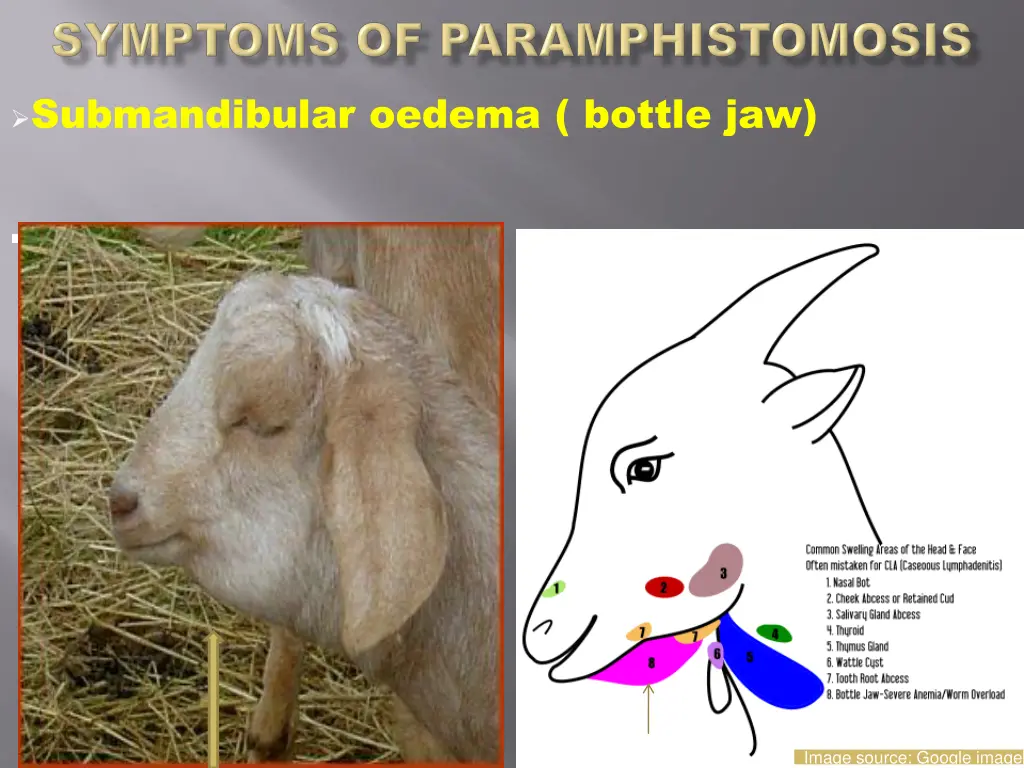 submandibular oedema bottle jaw