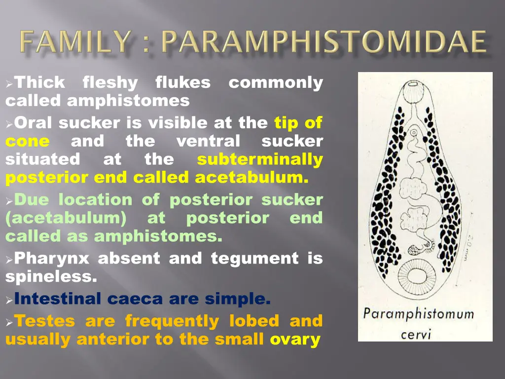 thick fleshy flukes commonly called amphistomes