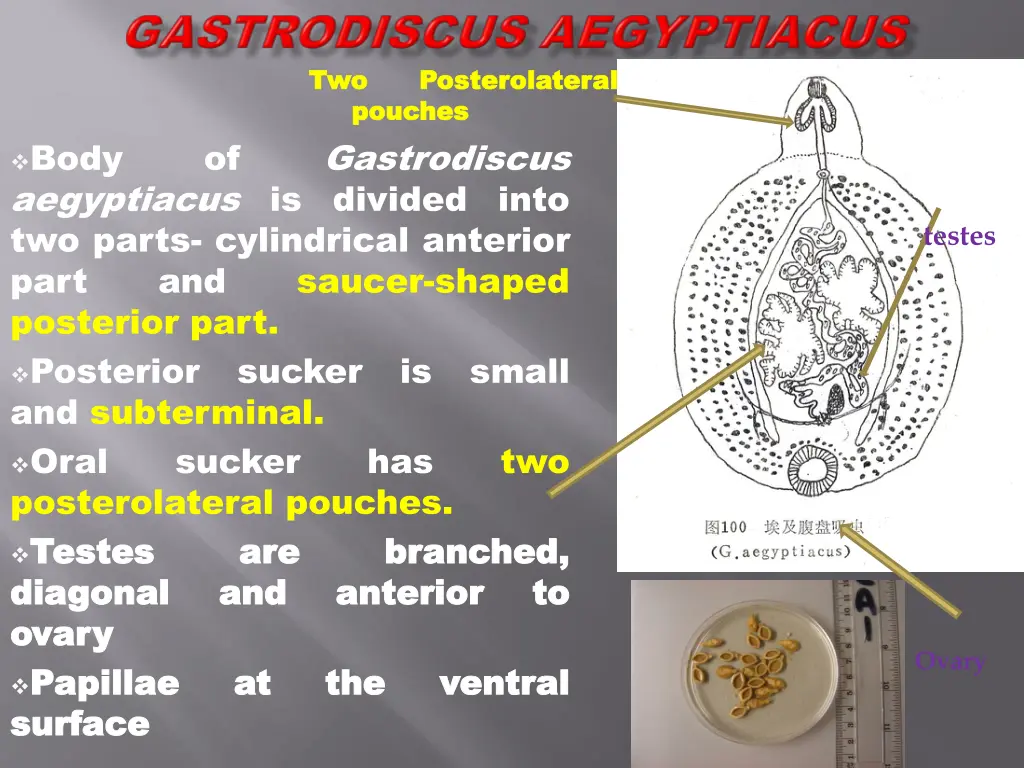 two two posterolateral posterolateral pouches