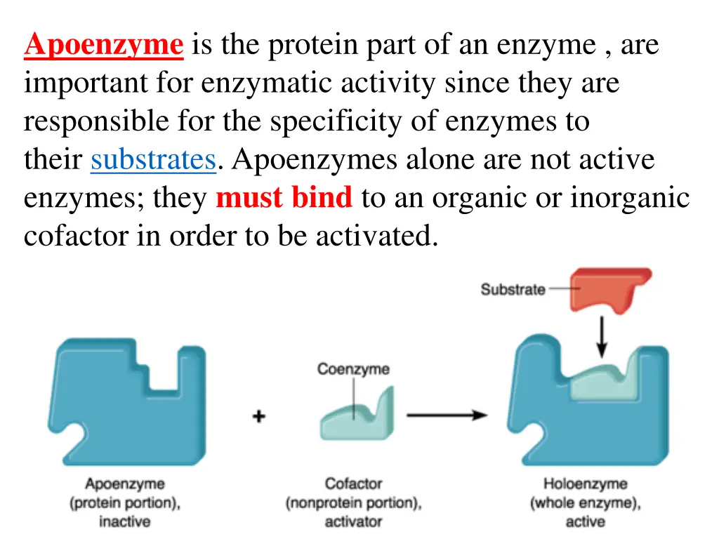 apoenzyme is the protein part of an enzyme