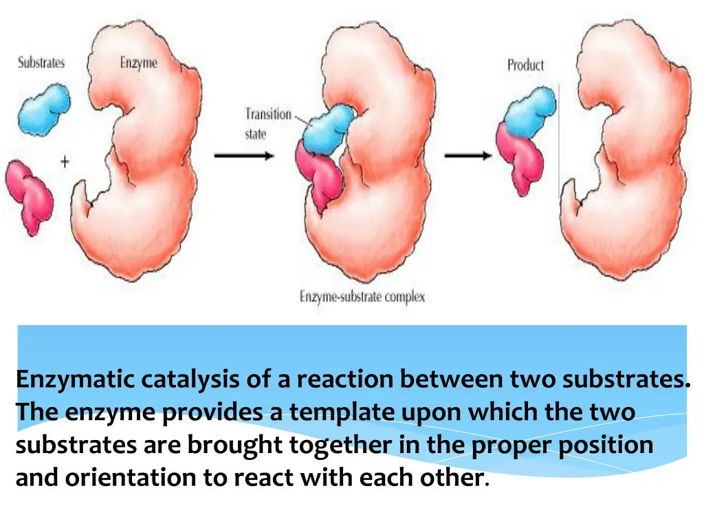 enzymatic catalysis of a reaction between