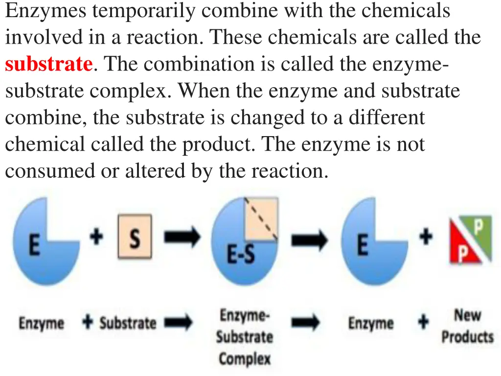 enzymes temporarily combine with the chemicals