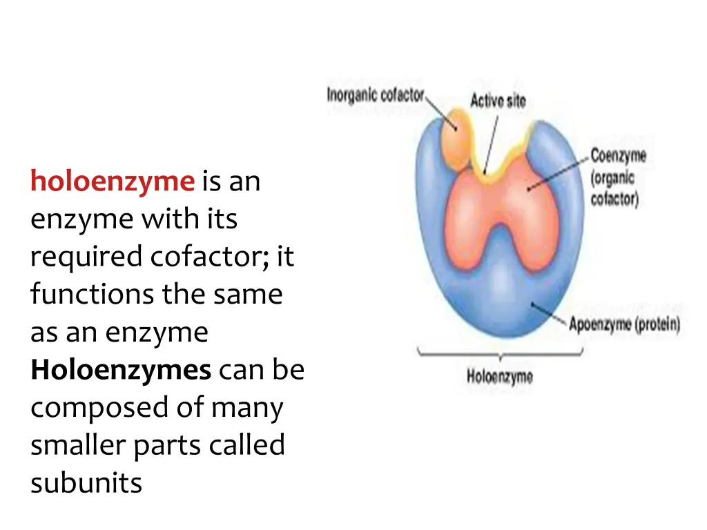 holoenzyme is an enzyme with its required