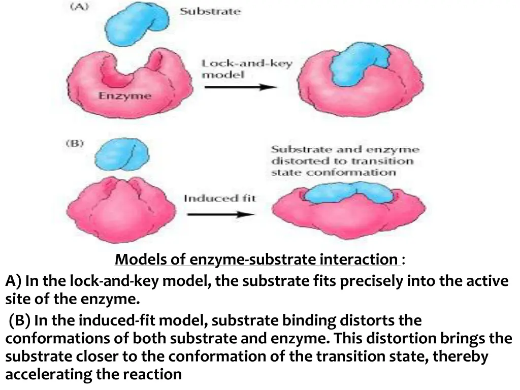 models of enzyme substrate interaction