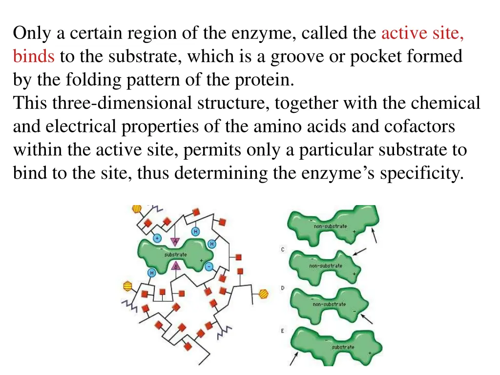 only a certain region of the enzyme called