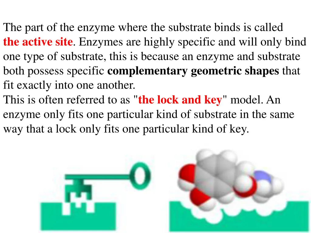 the part of the enzyme where the substrate binds