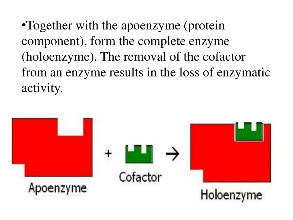 together with the apoenzyme protein component