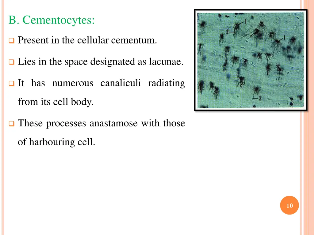 b cementocytes