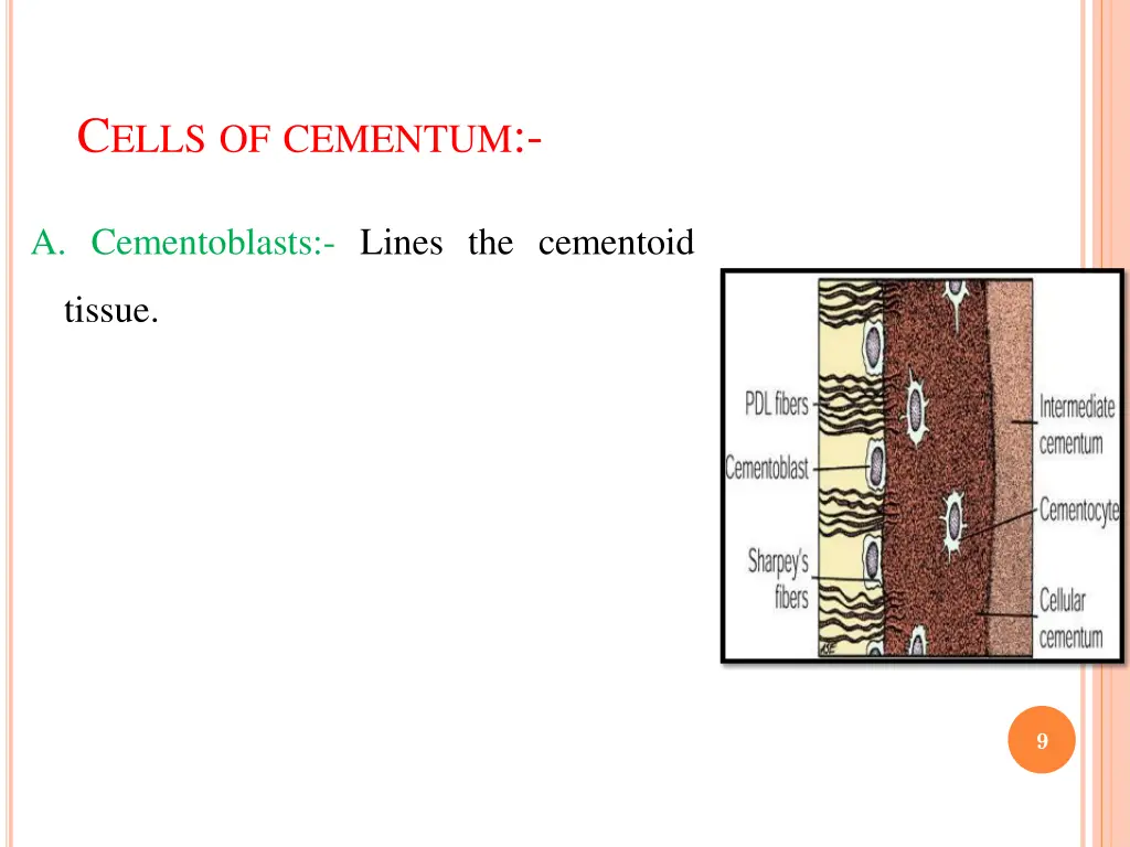 c ells of cementum