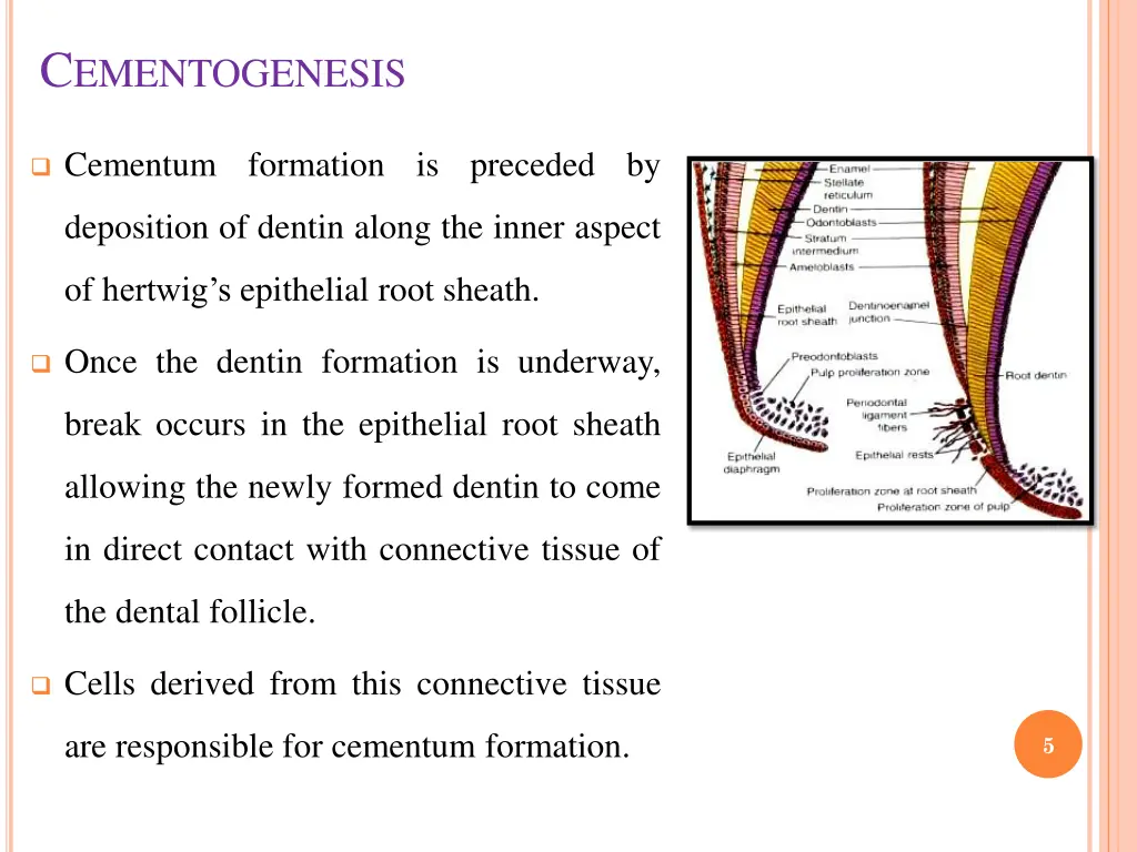 c ementogenesis