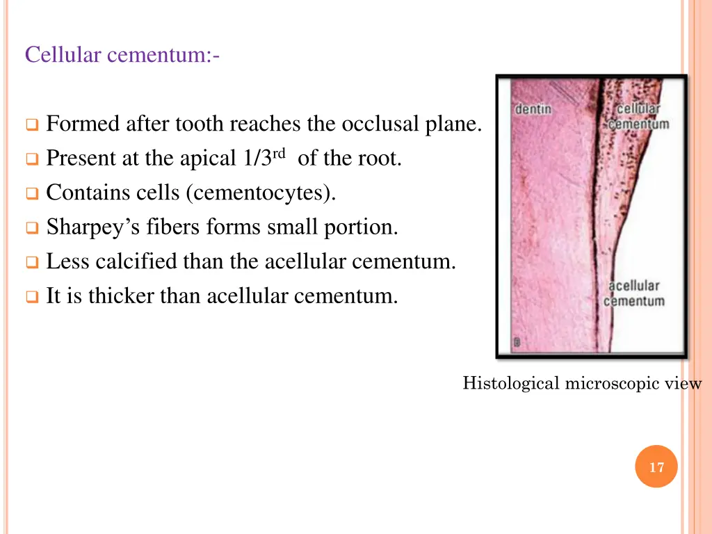 cellular cementum