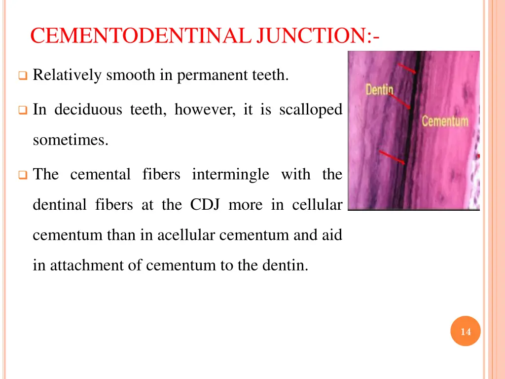 cementodentinal junction