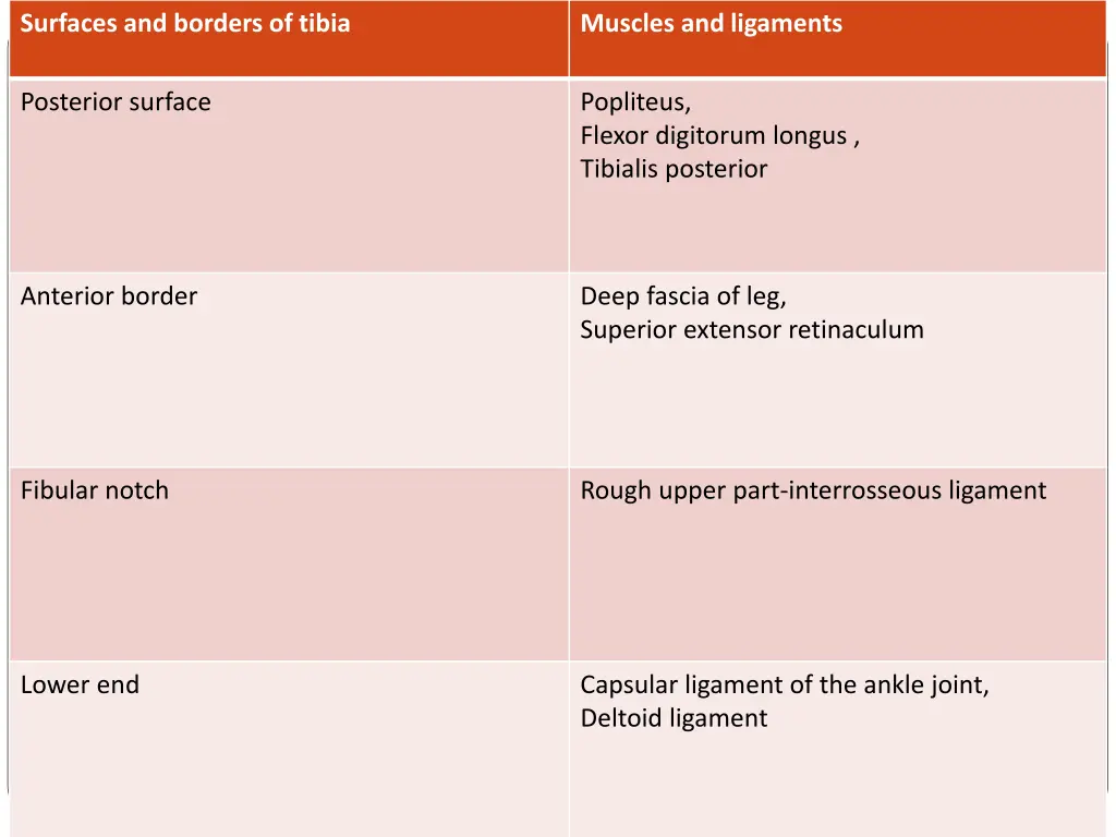 surfaces and borders of tibia