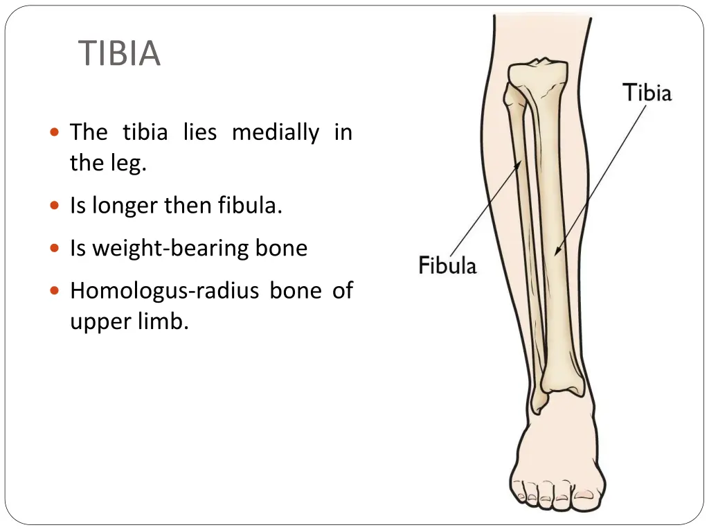 tibia