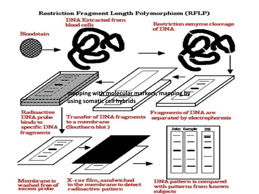 mapping with molecular markers mapping by using