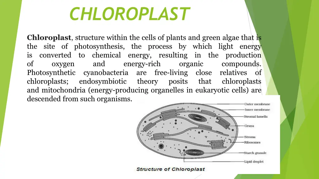 chloroplast