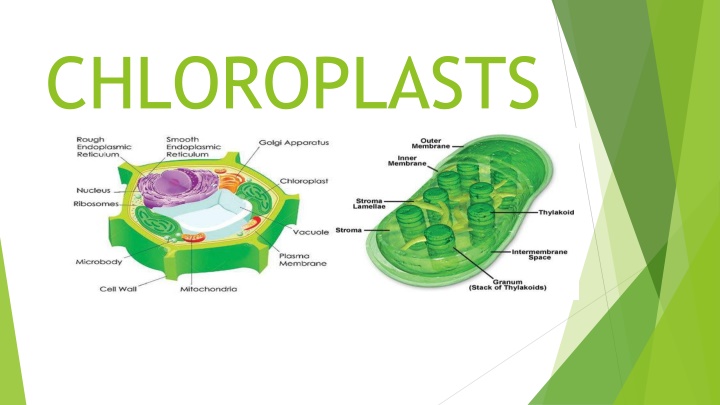 chloroplasts