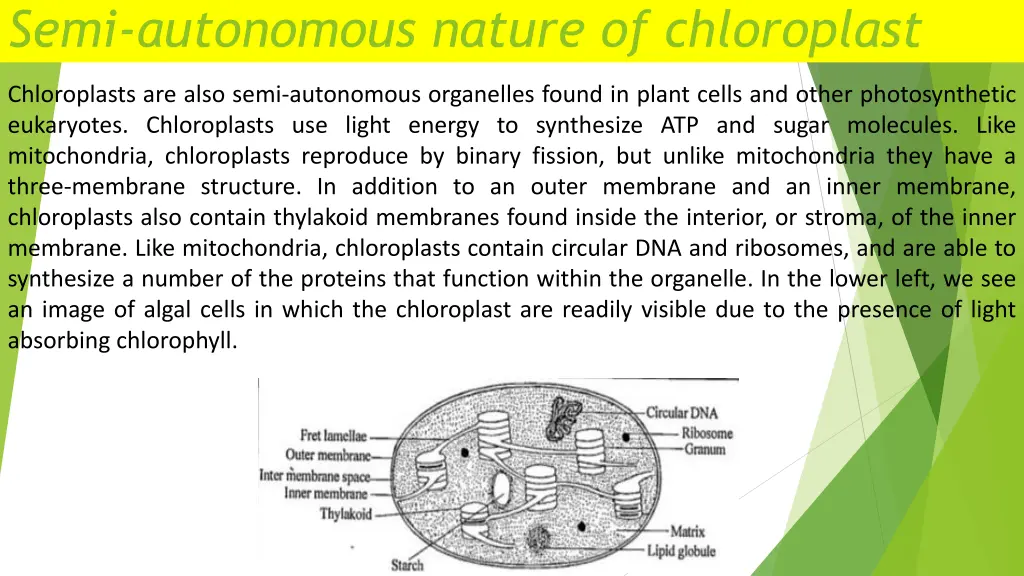 semi autonomous nature of chloroplast