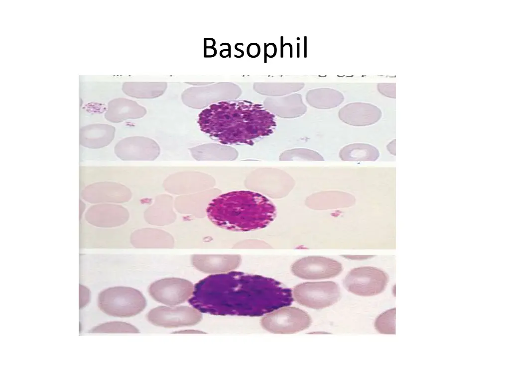 basophil