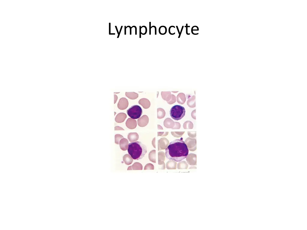 lymphocyte