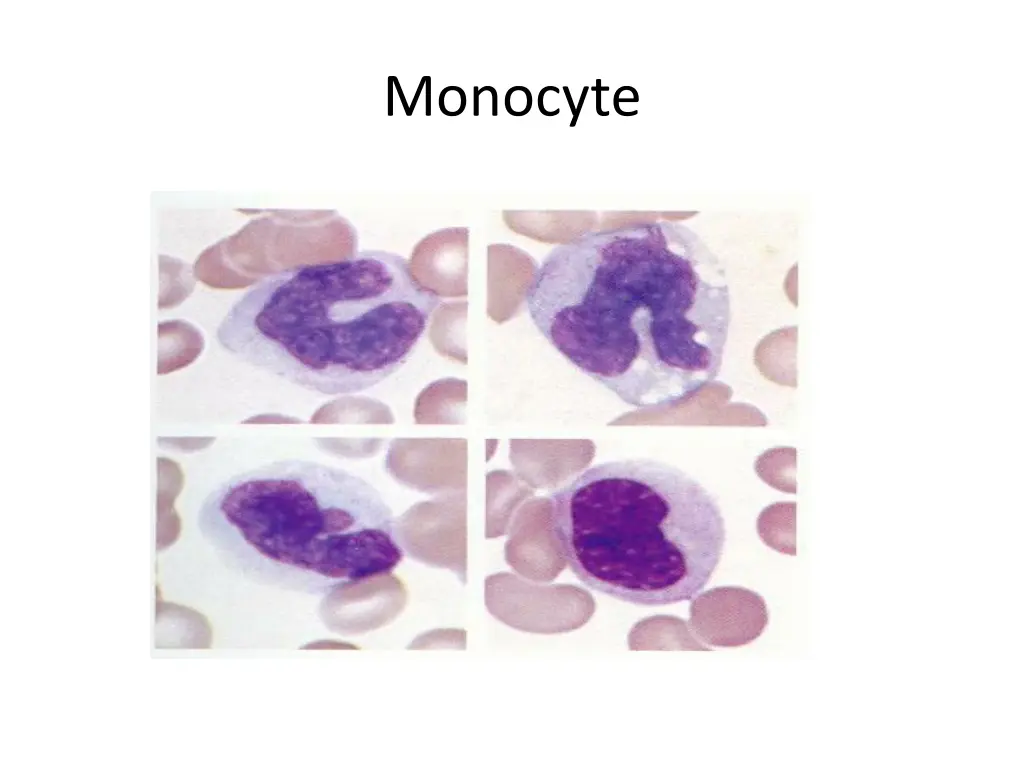 monocyte