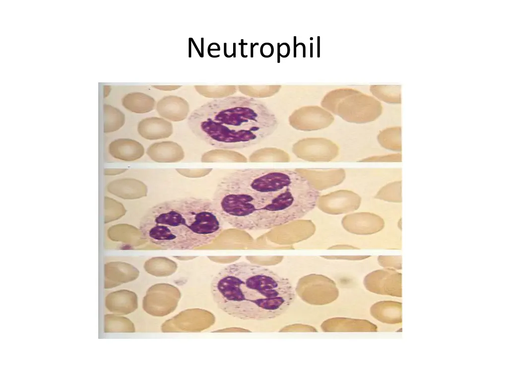 neutrophil