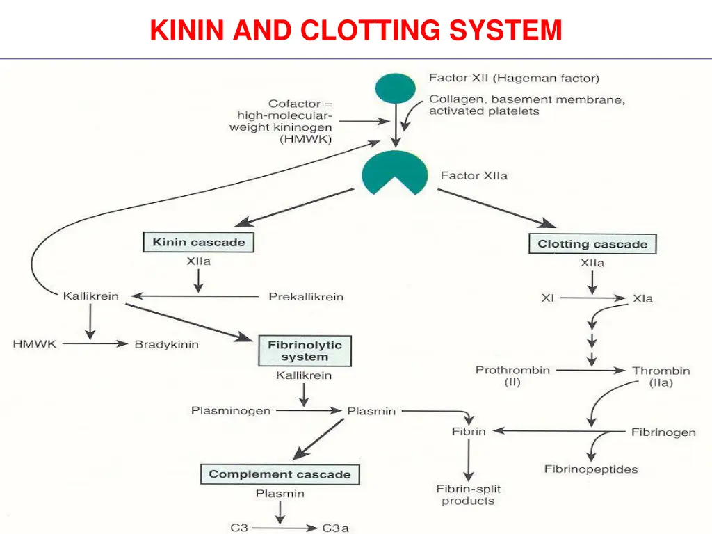 kinin and clotting system