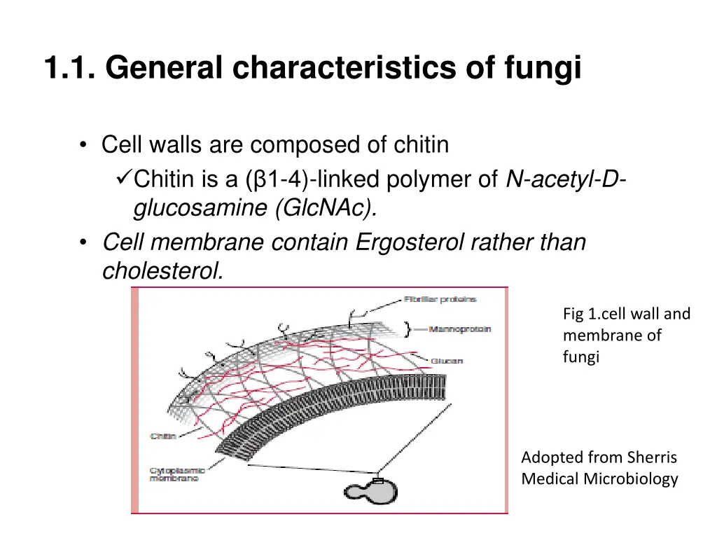 1 1 general characteristics of fungi