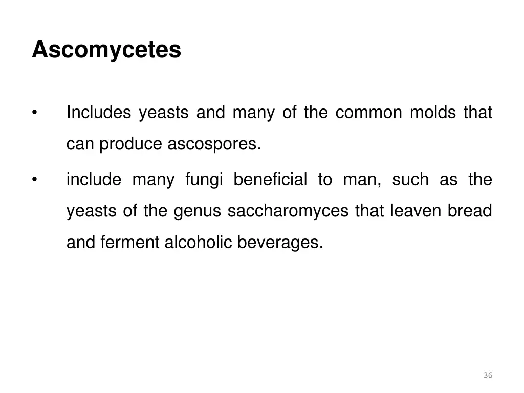 ascomycetes