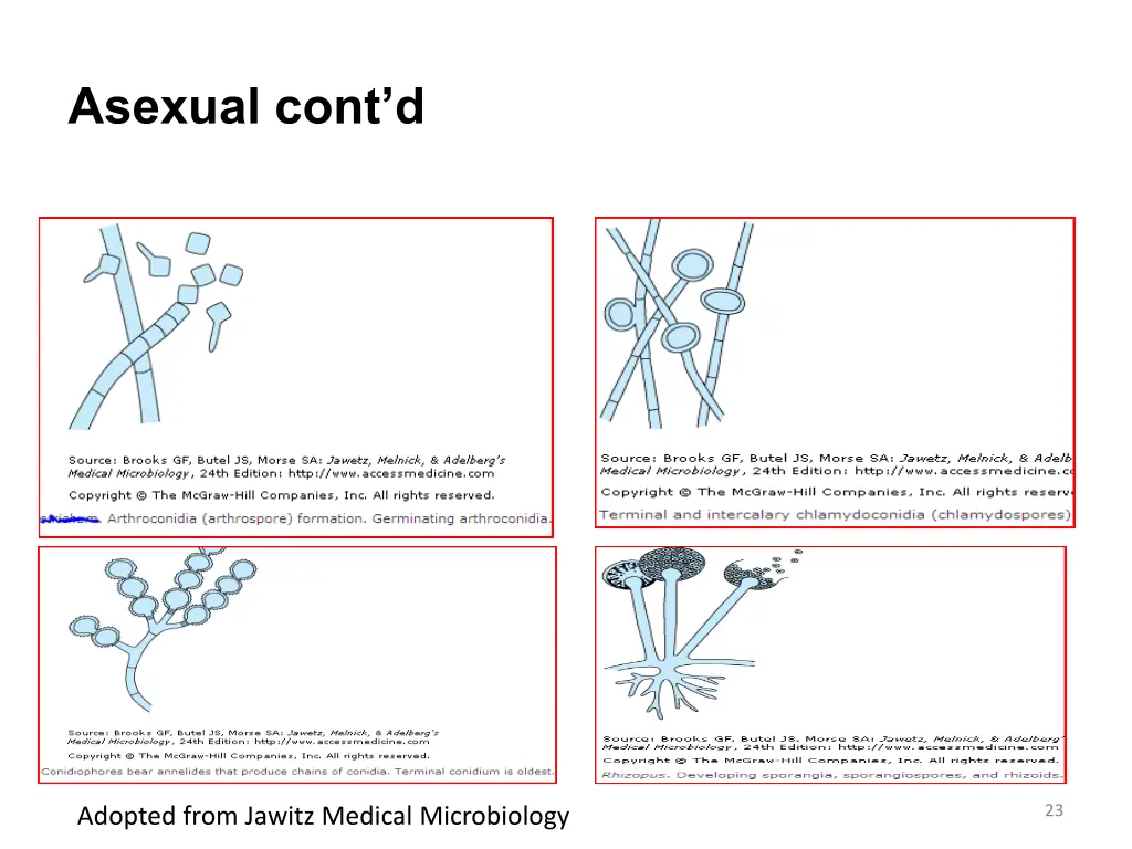 asexual cont d 1