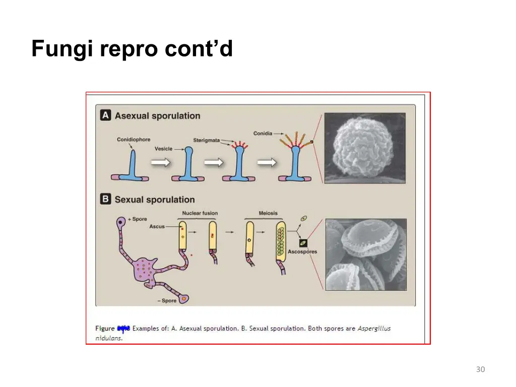 fungi repro cont d