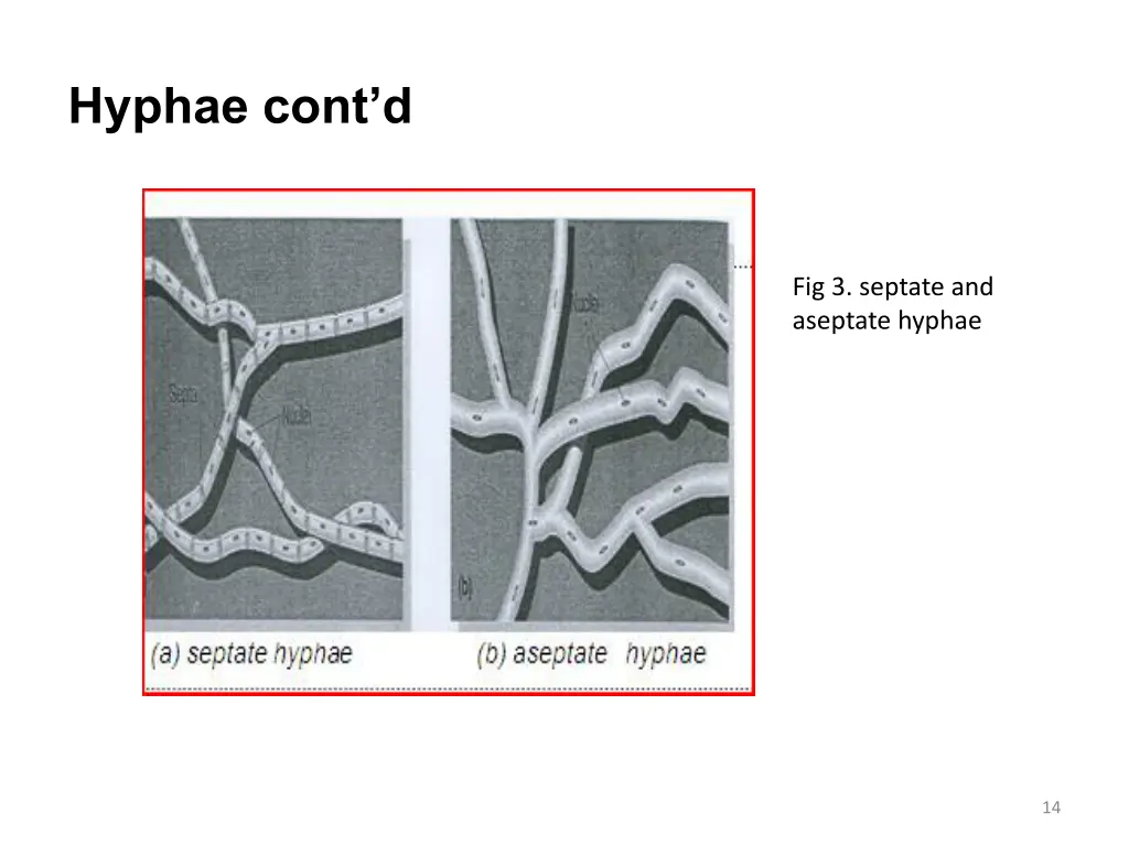 hyphae cont d