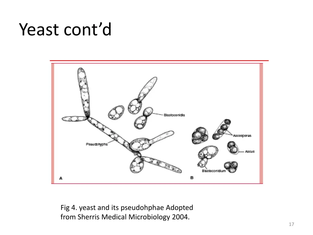 yeast cont d