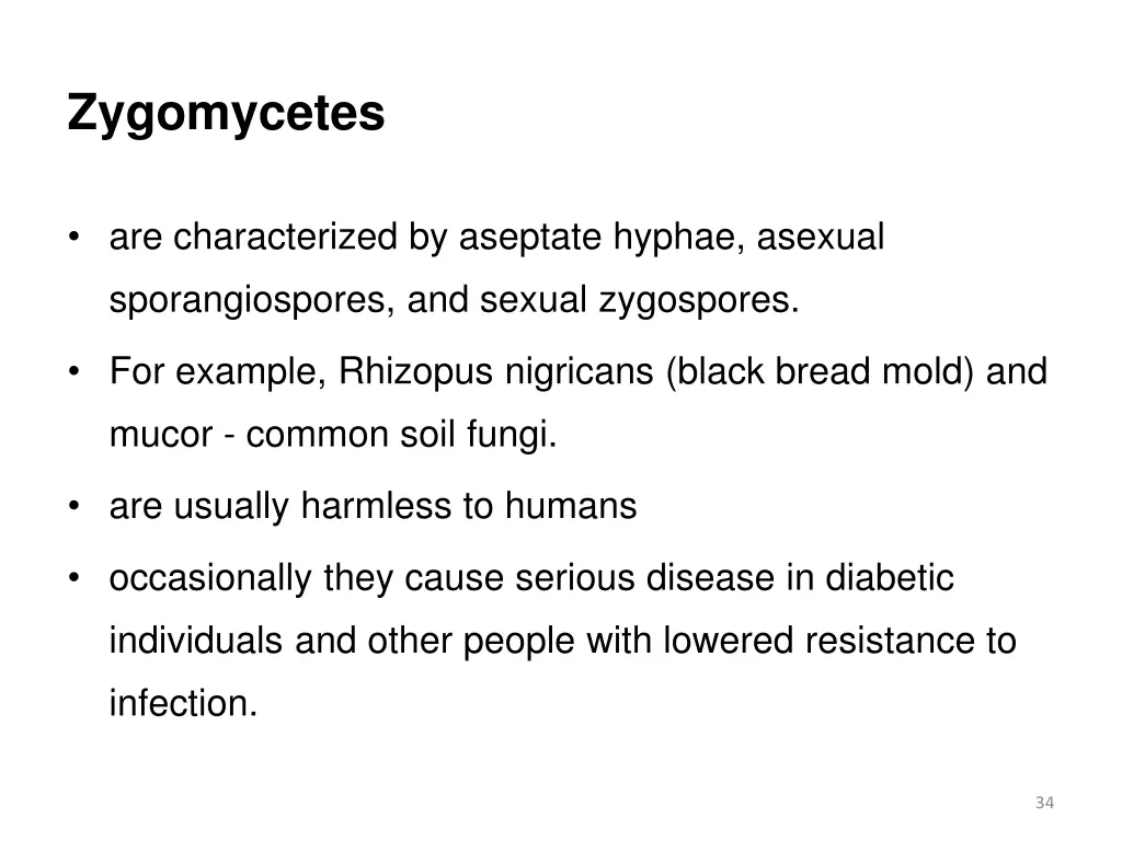 zygomycetes