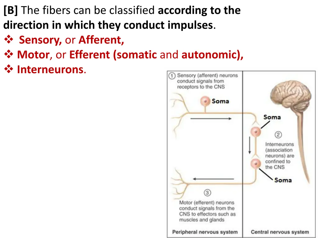 b the fibers can be classified according