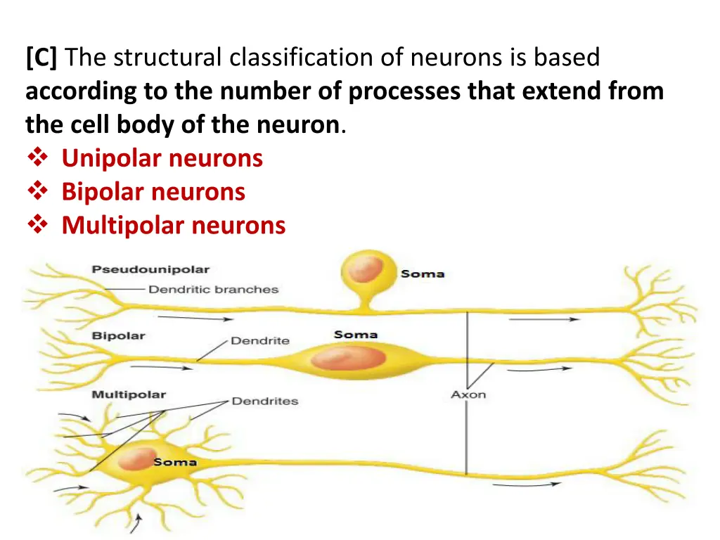 c the structural classification of neurons