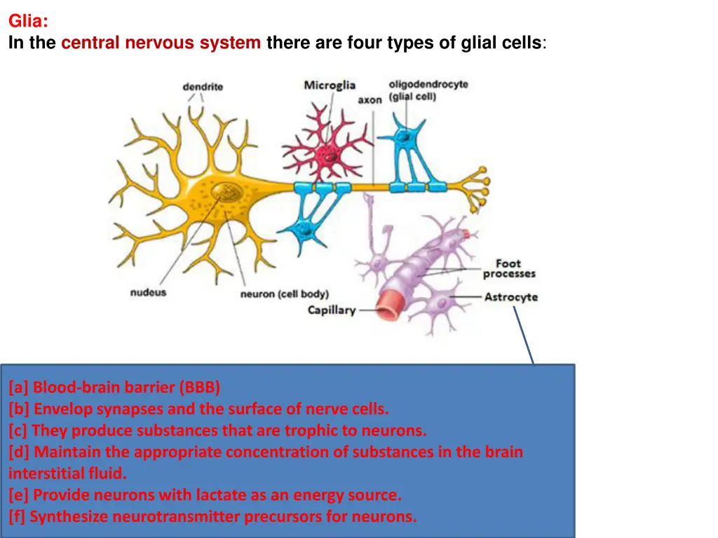 glia in the central nervous system there are four