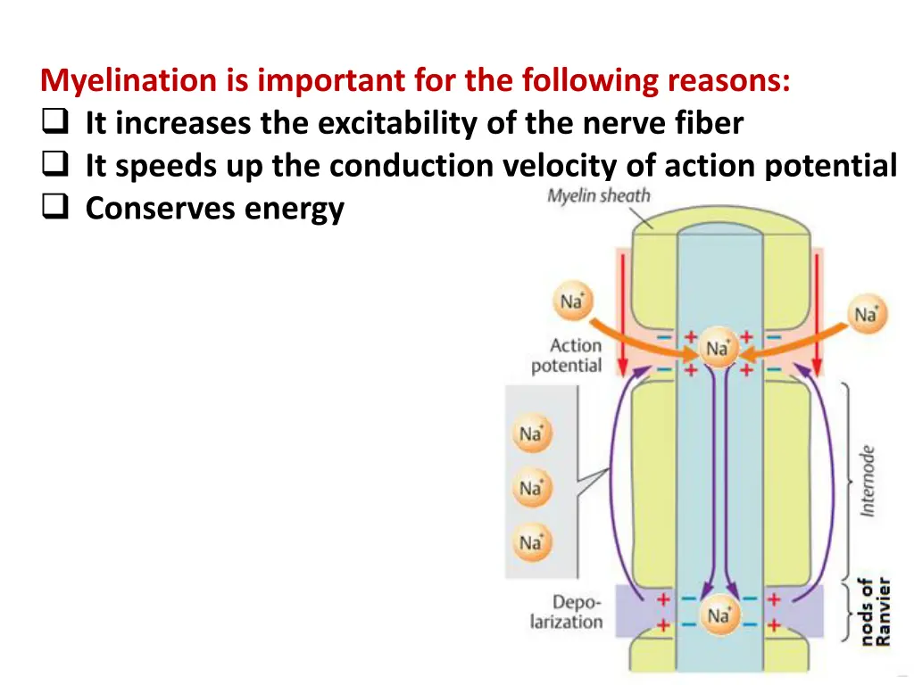 myelination is important for the following